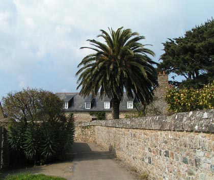 ruelle avec palmier