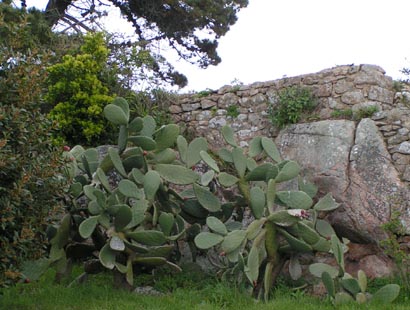 figuier de barbarie