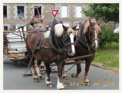 chevaux de trait bretons à saint carreuc
