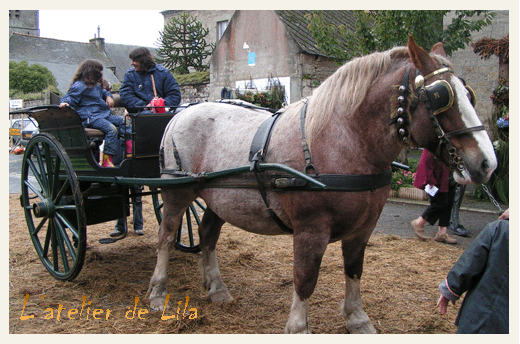 cheval de trait breton à lanvellec